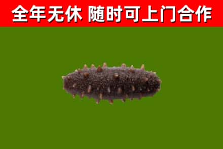 雅安市回收海参干